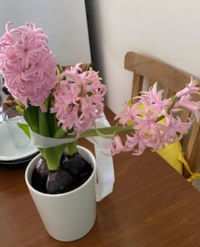 kıbrıs hediye gönderme